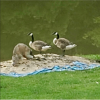 Geese w decoy.png
