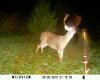 home deer 074-320x256.JPG