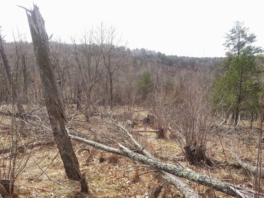 CameraZOOM-20140504103041216.jpg