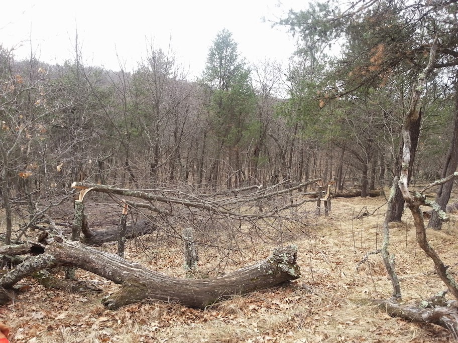 CameraZOOM-20140504100748308.jpg
