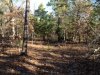 new 80 pine thicket.JPG