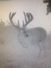 Iowa buck (Big Boy).jpg