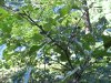 oak sapling 2016-08-22 001.JPG