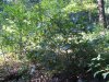 oak sapling 2016-08-22 002.JPG