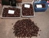 6,100 Chestnuts in 2 Days.jpg