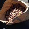 bag of acorns.jpg