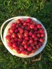 crab apples.jpg