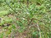 vermont apple tree bear damage 2016-10-02 001.JPG