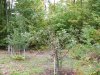 vermont apple tree bear damage 2016-10-02 005.JPG