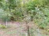 vermont apple tree bear damage 2016-10-02 006.JPG