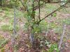 vermont apple tree bear damage 2016-10-02 007.JPG