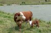 cow_and_calf.jpg