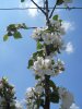 JNC blossoms in blue sky.JPG