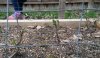 columnar seedlings budding out after rabbit damage.jpg