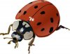 beetle-1.jpg