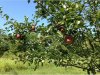 apples sept 10 2017.jpg