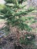Blue spruce damage2_2017.jpg