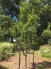 3rd yr keiffer pear tree.JPG