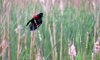Red-winged Blackbird Calling Copy_zps7a9bmihd.jpg