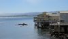 Monterey 1.jpg