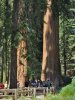 Sequoia 1.jpg