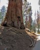 Sequoia 2.jpg