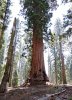 Sequoia 3.jpg