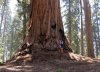 Sequoia 4.jpg