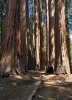 Sequoia 5.jpg