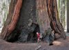 Sequoia 6.jpg