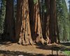 Sequoia 7.jpg