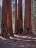 Sequoia 8.jpg