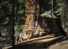 Sequoia 9.jpg