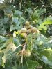 2016 Bur Oak cluster.JPG