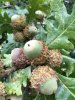 bur oak cluster.jpg