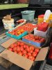 tomatoes 9 21.jpg