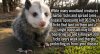 oppossum.jpg