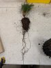Long Roots.jpg