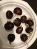 green chestnut germination.png