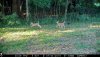 070419 Prancing and Running Fawns.jpg