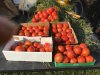 tomatoes 9  12.jpg
