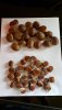 resized chestnuts.jpg