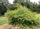 2017 plum shrub browse.jpg