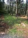 food plot 1.jpg