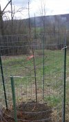 2021 04-18 02 planting day - caged.jpg
