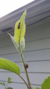 02 adult laydbug and ladybug larva.jpg