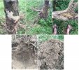 chestnut root rot.jpg