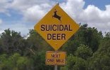 outdoorhub-suicidal-deer-sign-stolen-not-surprising-says-officials-2016-01-18_18-33-39.jpg
