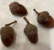 Bebbs acorns 2021 (2).jpg