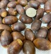 Bebb WO acorns 2021 (2).jpg